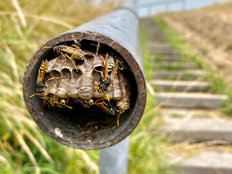 Nestje Franse veldwespen in een buis