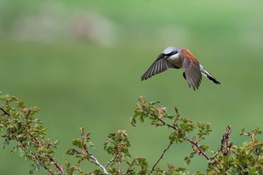 De grauwe klauwier op weg naar een doornige struik die dienstdoet als uitkijk- en nestplaats. In het leefgebied van de wisenten, Exmoorpony's en taurossen vindt de soort precies wat hij nodig heeft: rust, structuur &eacute;n een overvloed aan insecten dankzij natuurlijke begrazing