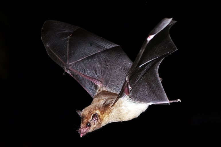 Southern long-nosed bat (Leptonycteris curasoae)