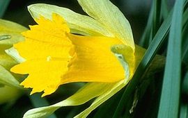 Wilde narcis Fotograaf CAJ Kreutz