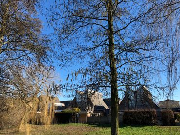 Elzenboom in volle bloei