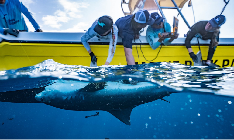 Tagging tiger sharks