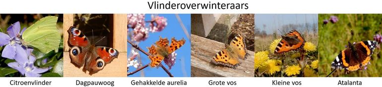 De vlinderoverwinteraars die volop zullen vliegen