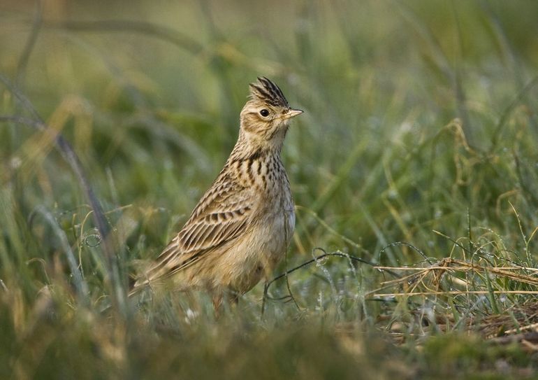 Veldleeuwerik