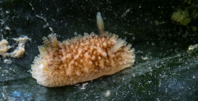 Rosse sterslak van ongeveer 4 millimeter lengte. Dit jonge slakje is op 27 juli met meerdere juveniele soortgenoten in de Oosterschelde bij Burghsluis op circa 1 meter diepte aangetroffen