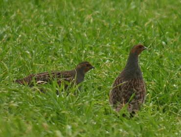 Paartje patrijzen in dauwnat zomergraan bij Borgercompagnie (veenkoloniën)