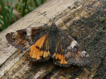 De oranje berkenspanner is zittend niet te verwarren met de kleine vuurvlinder, maar vliegend is het lastiger