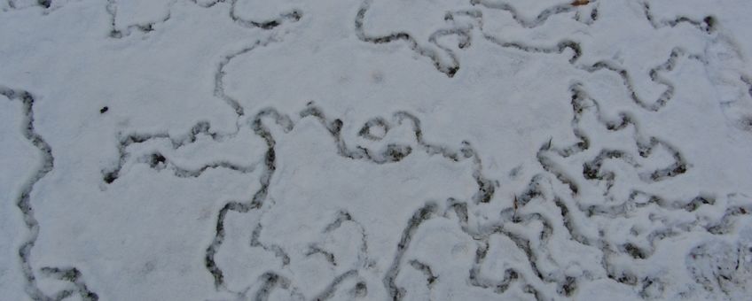Sporen veldmuis in de sneeuw