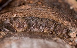 Kraamgroep mopsvleermuizen achter een stuk loszittende boomschors