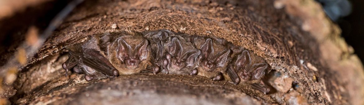 Kraamgroep mopsvleermuizen achter een stuk loszittende boomschors