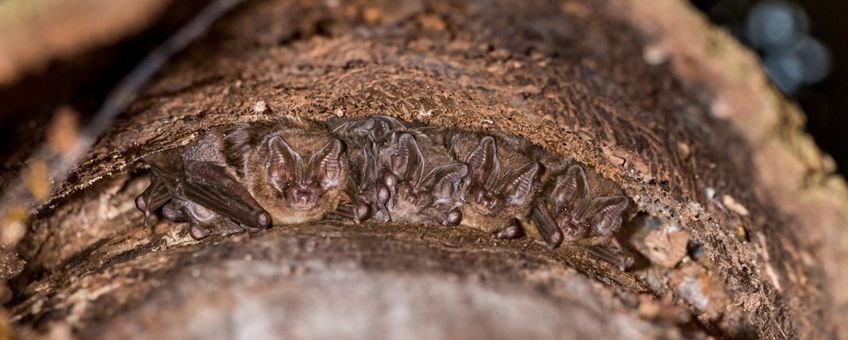 Kraamgroep mopsvleermuizen achter een stuk loszittende boomschors