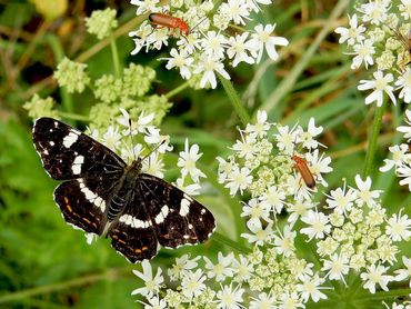 Landkaartjes drinken in de zomer graag nectar uit berenklauw