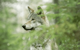 Cees van Kempen, Ispida Wildlife Productions Close-up van een wolf
