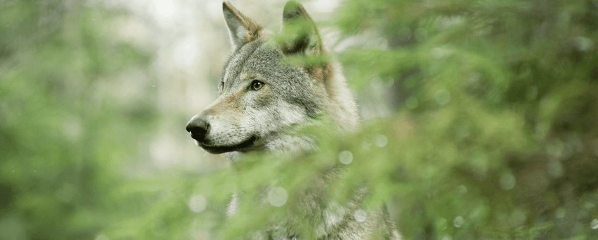 Close-up van een wolf