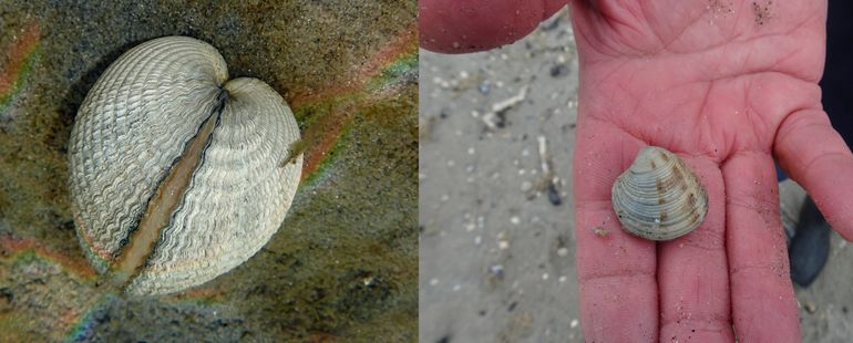 Links: deze levende Kokkel op de slikbodem van het Grevelingenmeer laat de hartvorm in zijaanzicht zien (Bron: Ad Aleman). Rechts: net gevonden Venusschelp tijdens de Strandspeurdag op 23 oktober 2021 bij Hoek van Holland