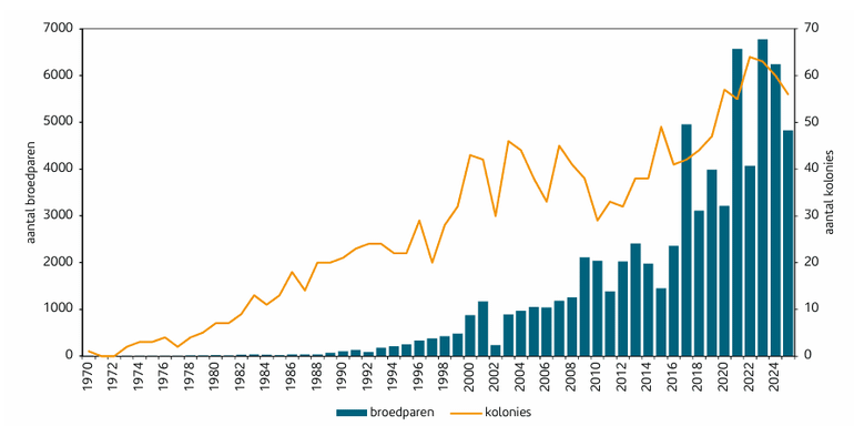 Figuur 1. Aantal broedparen en kolonies vanaf 1970. Vanaf dit jaar wordt zonder onderbreking door zwartkopmeeuwen in Nederland gebroed. De 1 tot 12 broedparen in de eerste tien jaar van de reeks zijn bijna onzichtbaar