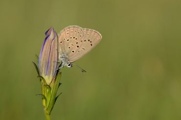 Gentiaanblauwtje op de klokjesgentiaan