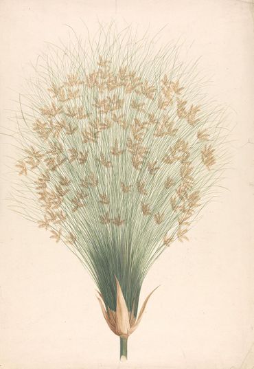 Cyperus papyrus, bloeiwijze
