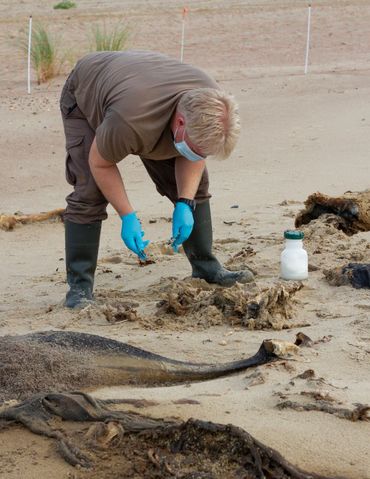 Er is nog maar weinig onderzoek gedaan naar de waarde van dode zeezoogdieren voor levende dieren. Samen met vrijwilligers wordt dit nu in beeld gebracht