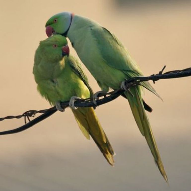 Halsbandparkieten, het mannetje (rechts) heeft een zwarte halslijn die uitloopt in een oranjeroze 'halsband', het vrouwtje heeft dit niet