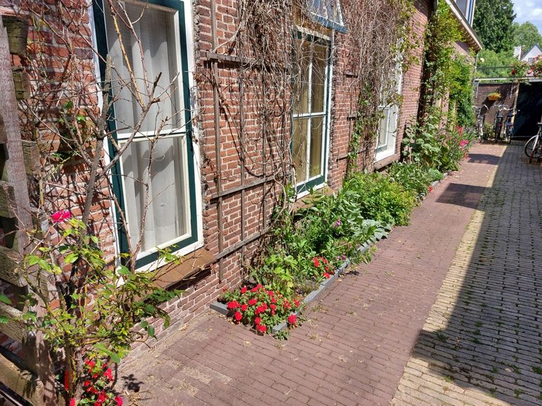 Al dat groen vrolijkt deze straat in Utrecht mooi op