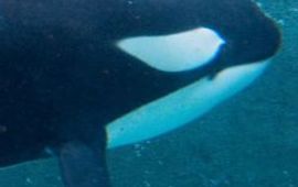 Roderik Peeters orka (thumb)