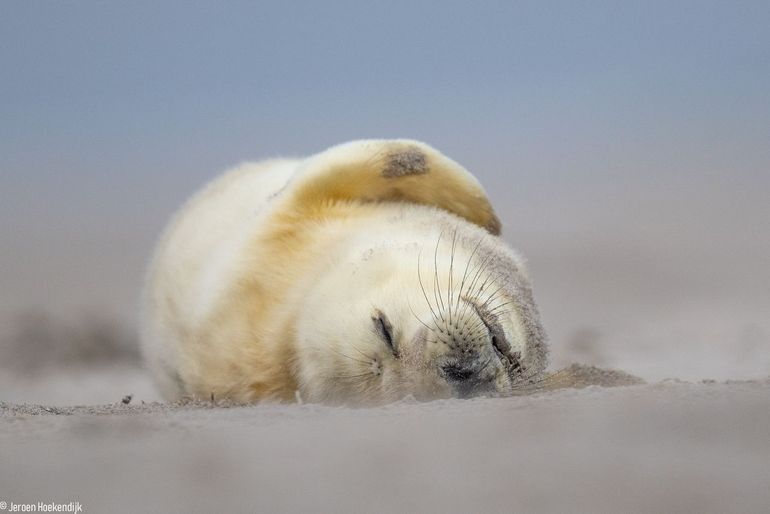 Grijze zeehondenpup, Nederlandse deel Waddenzee