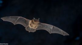 Gewone dwergvleermuis in vlucht.
