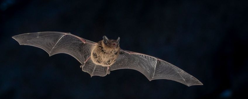 Gewone dwergvleermuis in vlucht.