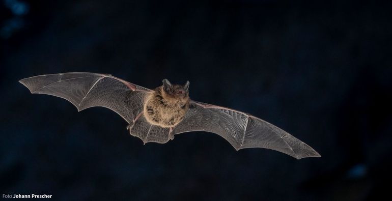 De gewone dwergvleermuis (Pipistrellus pipistrellus) is een van de vier vleermuissoorten die in West-Zwolle voorkomt