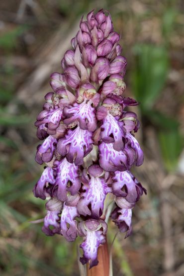 Hyacintorchis