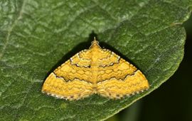Peter Gergely, Saxifraga gestreepte goudspanner