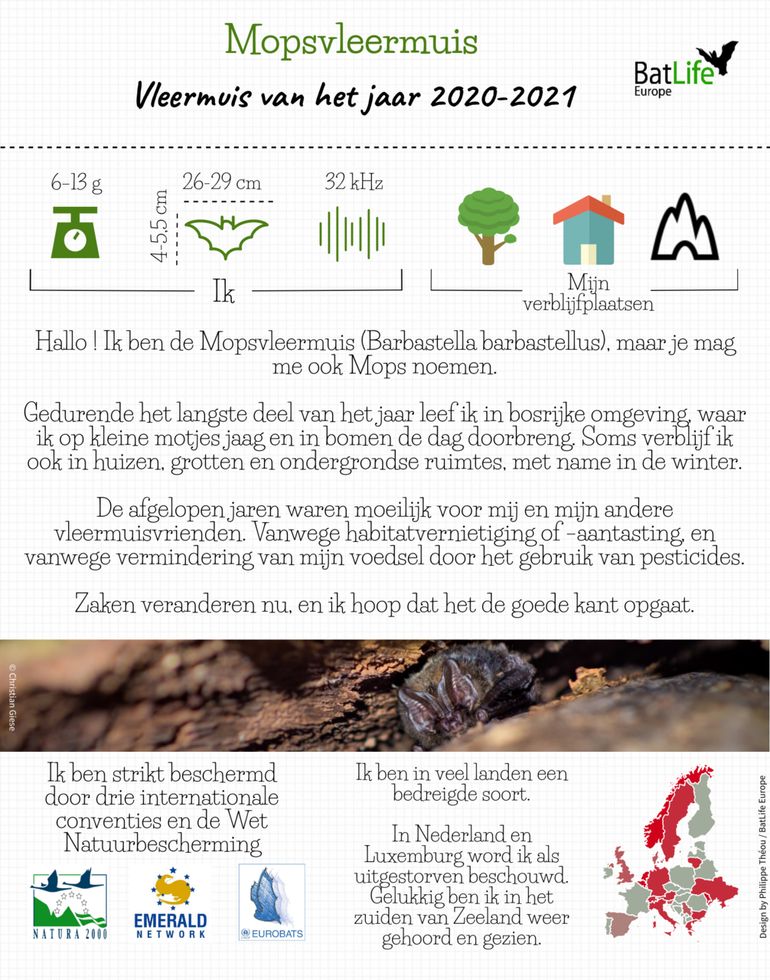 Factsheet mopsvleermuis 2020