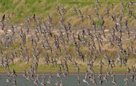 Bonte strandlopers, kanoeten en kemphaan