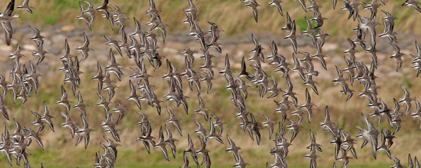 Bonte strandlopers, kanoeten en kemphaan