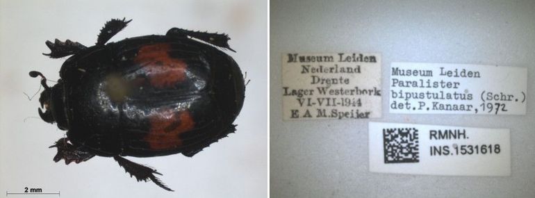 Iedere sample heeft zijn eigen verhaal: dit insect is door E.A.M. Speijer verzameld op kamp Westerbork
