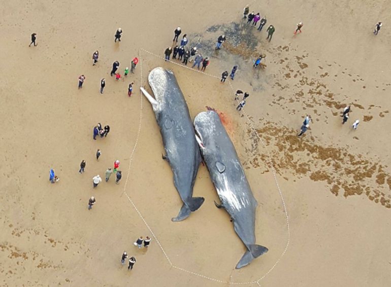 Stranded sperm whales on the beach of Skegness (UK)
