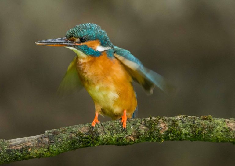 Een blauworanje flits. Wat was dat?! Dat lijkt wel een ijsvogel. Ja! Hij zit nu daar!