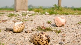 Predatie van tureluur-eieren door kraaien.