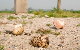Predatie van tureluur-eieren door kraaien.