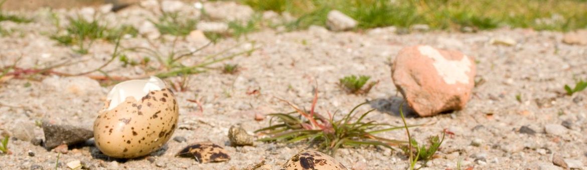 Predatie van tureluur-eieren door kraaien.
