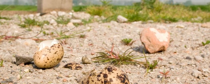 Predatie van tureluur-eieren door kraaien.