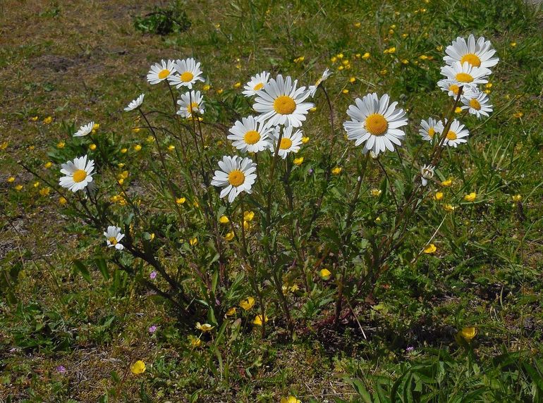 Margrieten in volle bloei