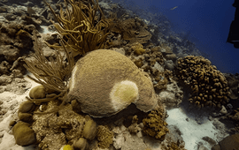 A brain coral with Stony Coral Tissue Loss Disease.