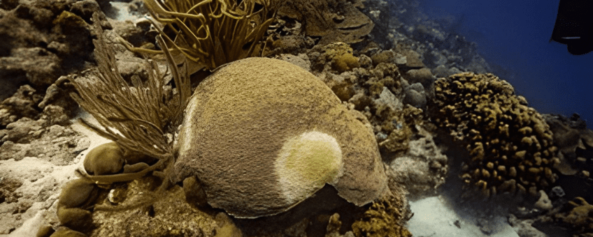 A brain coral with Stony Coral Tissue Loss Disease.