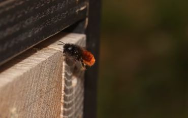 De gehoornde metselbij heeft een sterke binding met de bebouwde omgeving