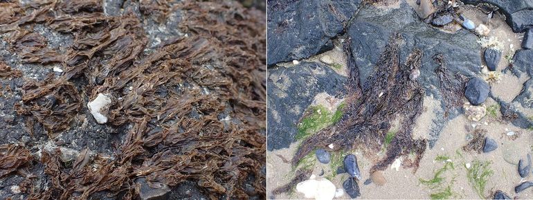 Purperwiersoorten lijken uiterlijk veel op elkaar, maar zijn genetisch uniek. Linksboven: Porphyra umbilicalis. Rechtsboven: Porphyra dioica