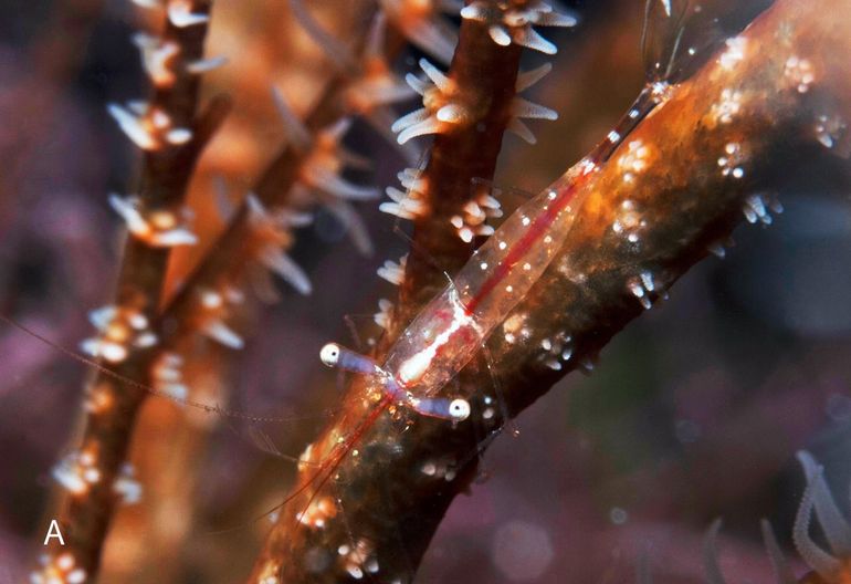 Steurgarnaal (Periclimenes antipathophilus) waargenomen op het koraal Antipathes, gefotografeerd op Curaçao