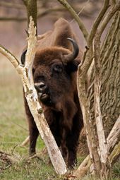 European bison eating spindle