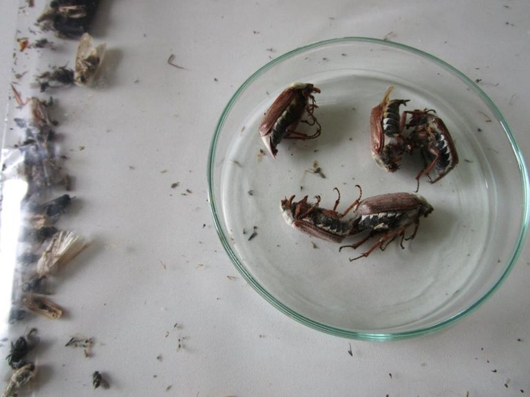 Vijf meikevers begin augustus aangetroffen in een feromoonval voor eikenprocessievlinders